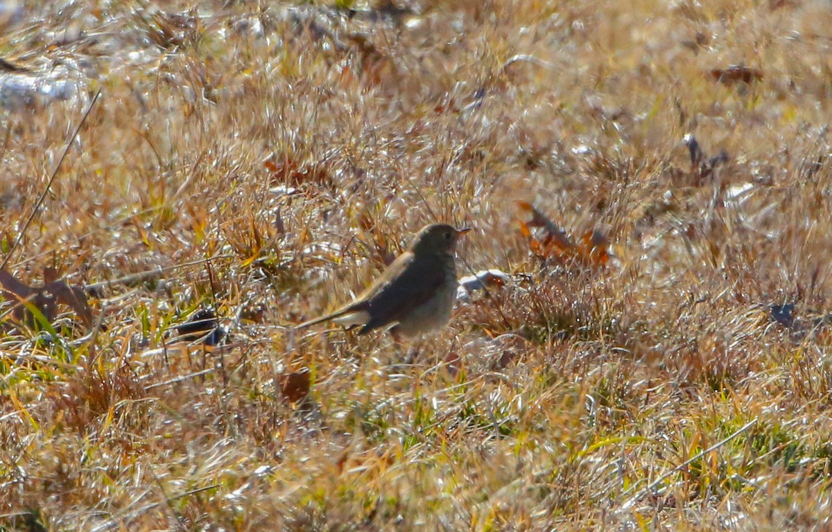 Hermit Thrush - ML310288021