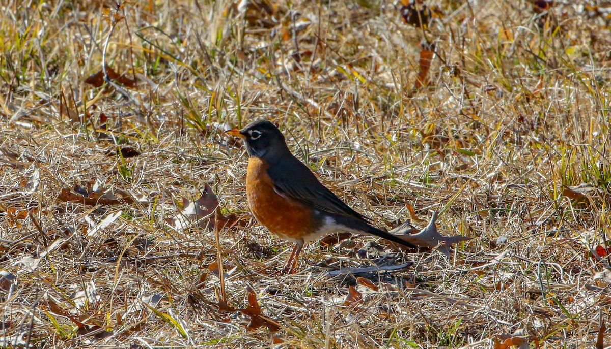 American Robin - Phil Kenny