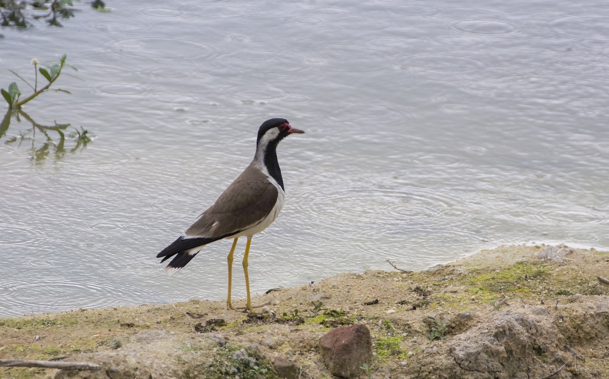 Red-wattled Lapwing - ML31028951