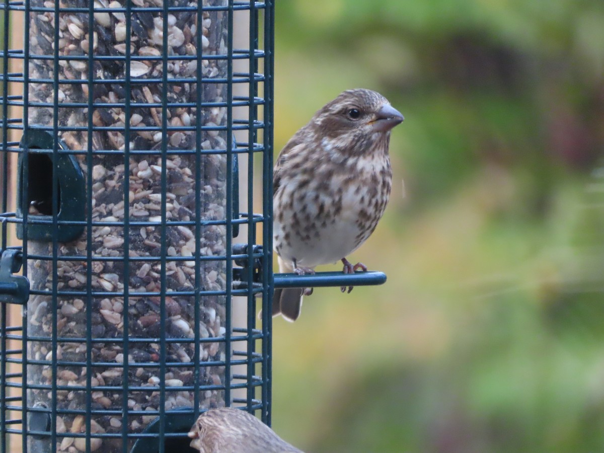 Purple Finch - ML310289951