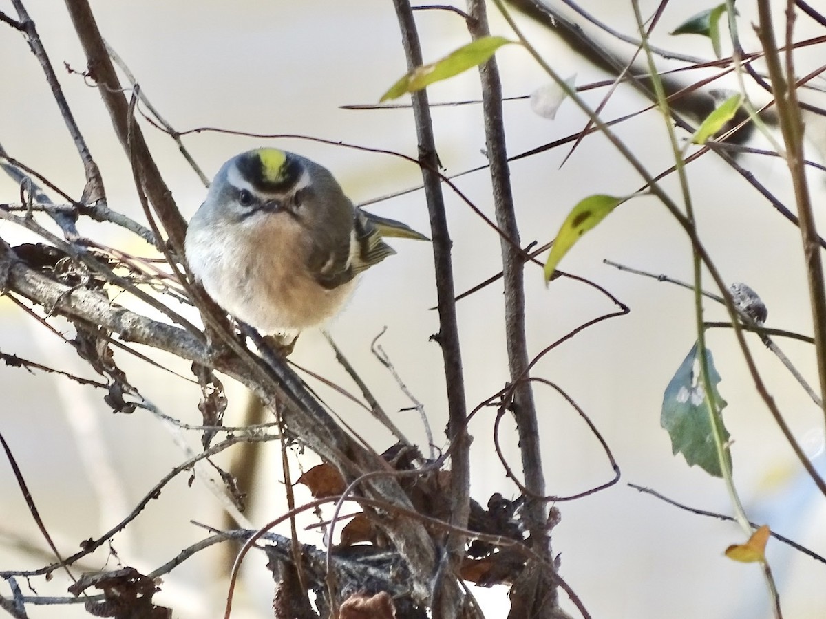 Golden-crowned Kinglet - ML310290251