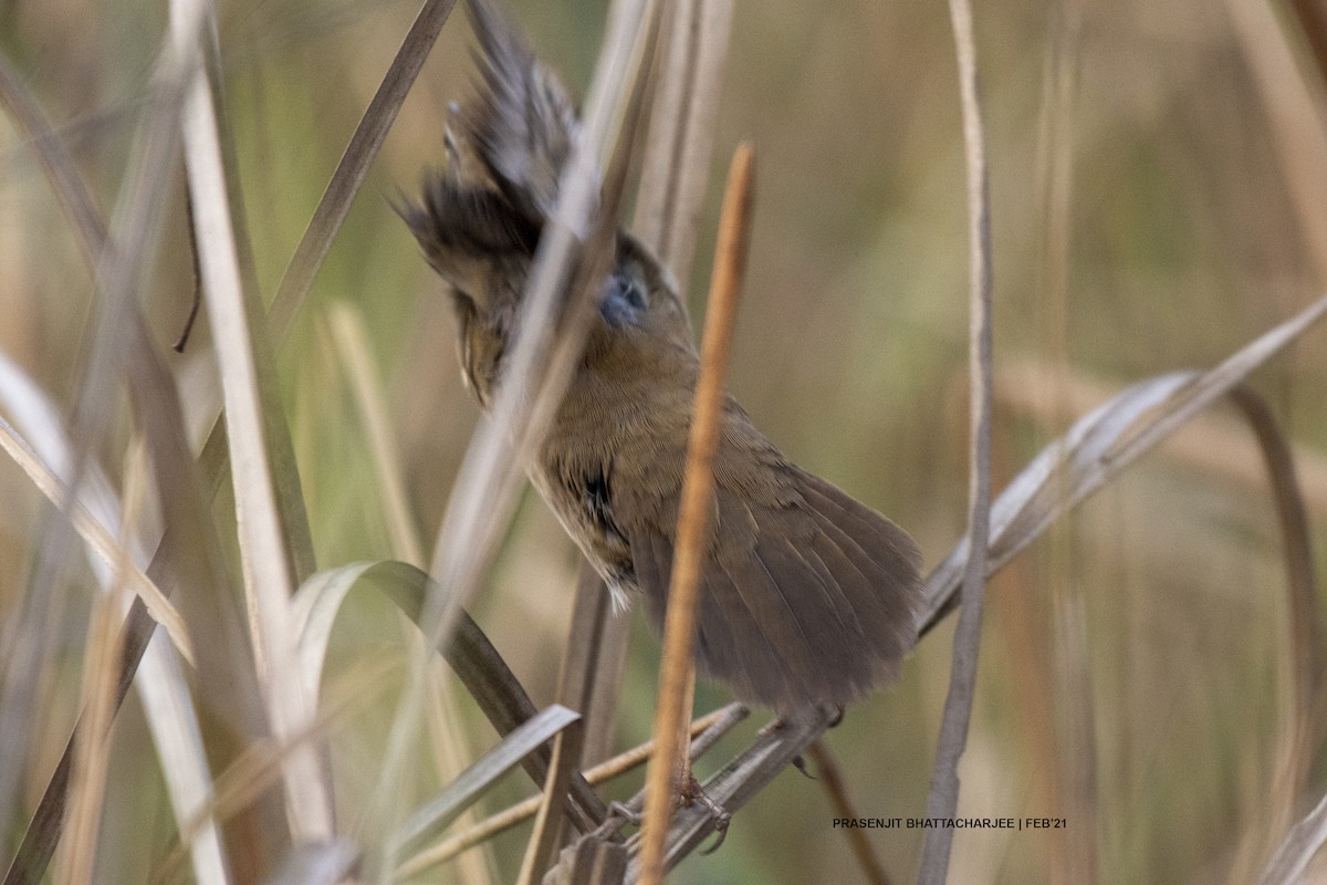 Chinese/Baikal Bush Warbler - ML310290361