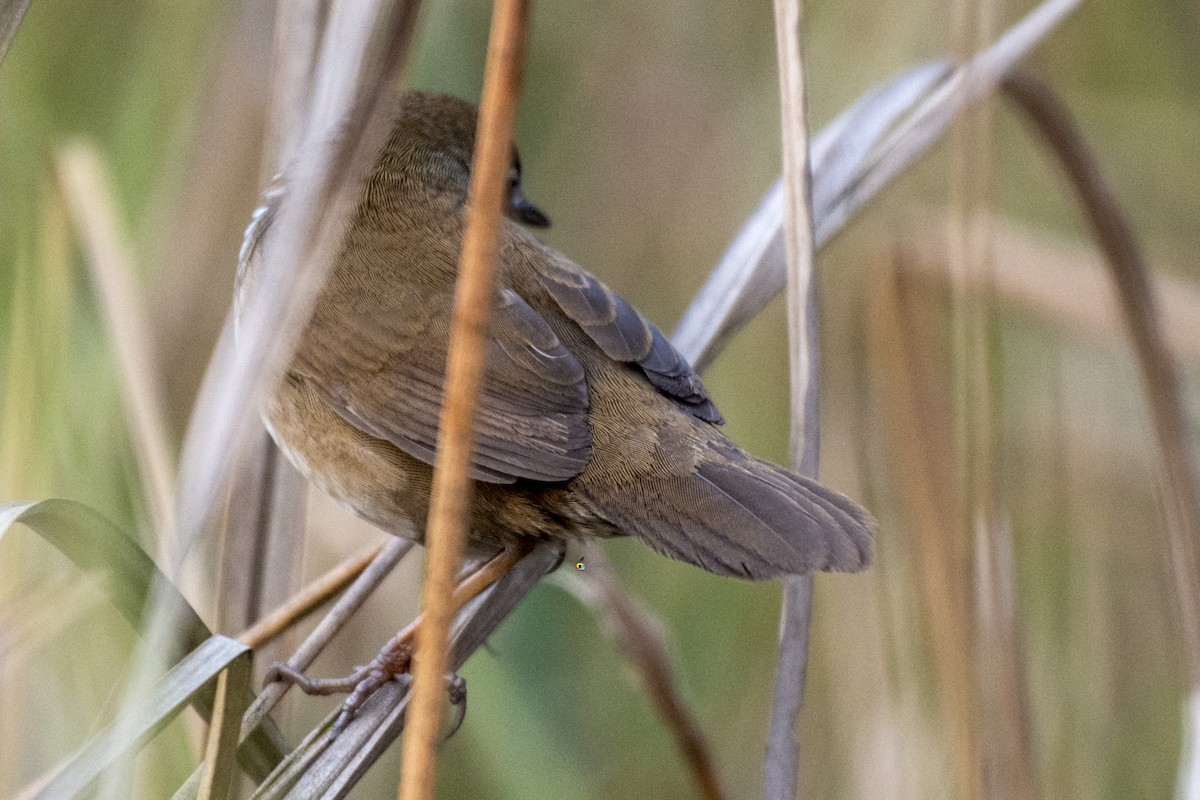 Chinese/Baikal Bush Warbler - ML310290381