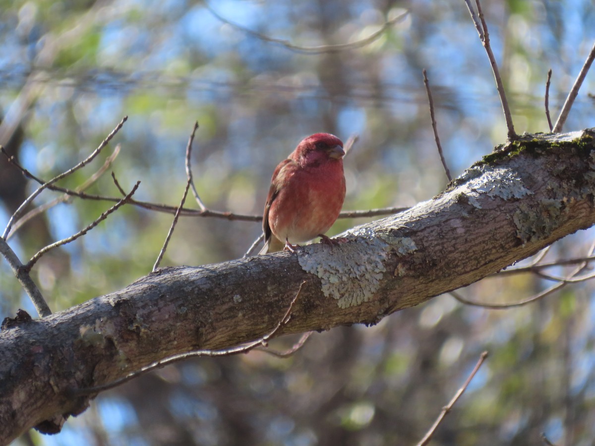 Purple Finch - ML310290911