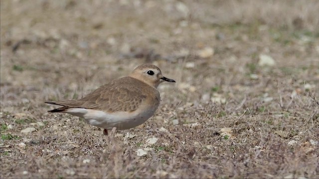 Mountain Plover - ML310291011