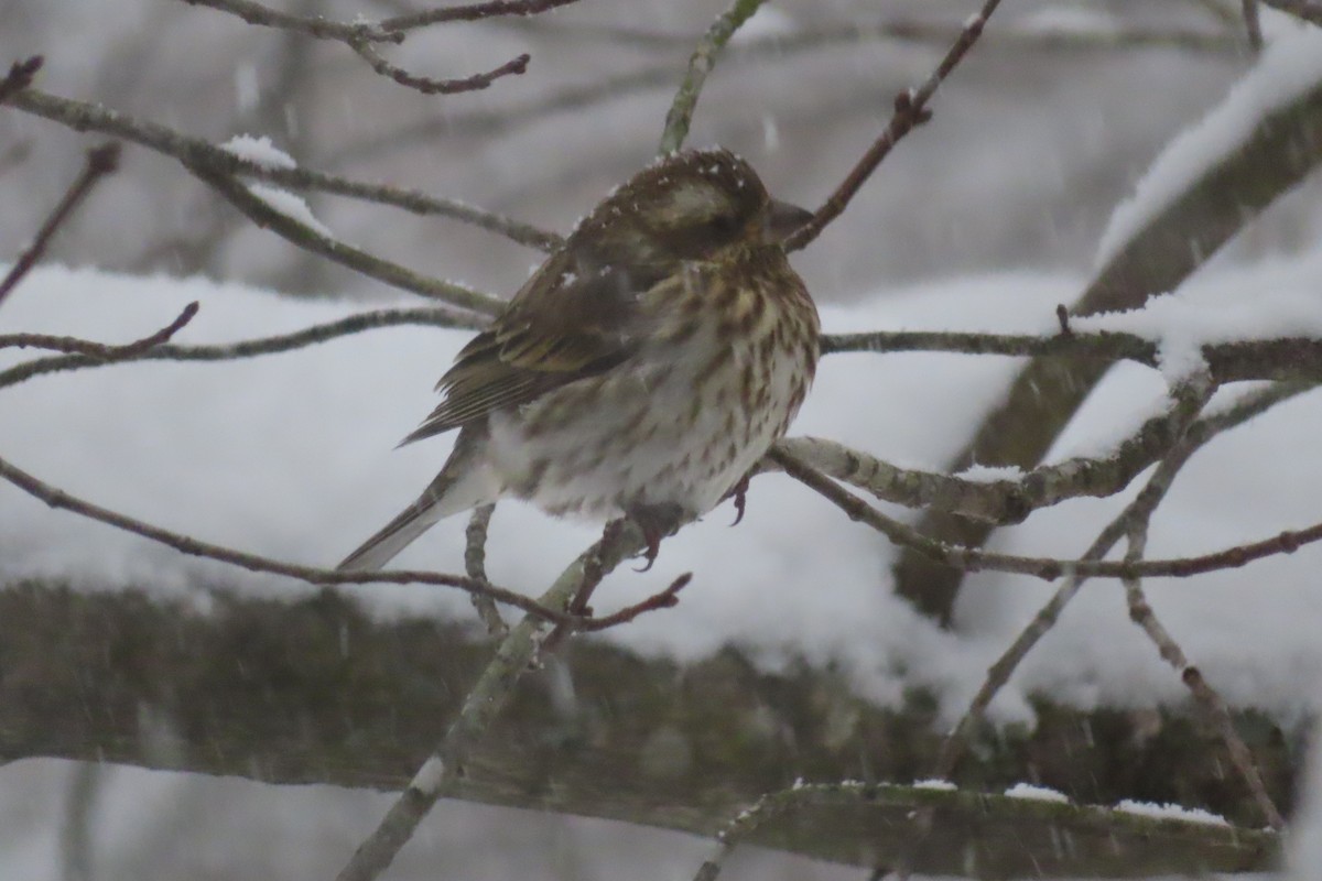 Purple Finch - Linda Duncan