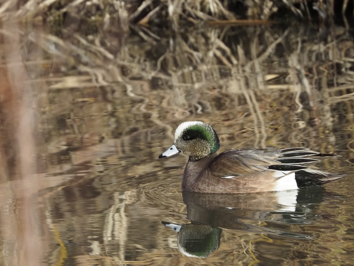 American Wigeon - ML310291691