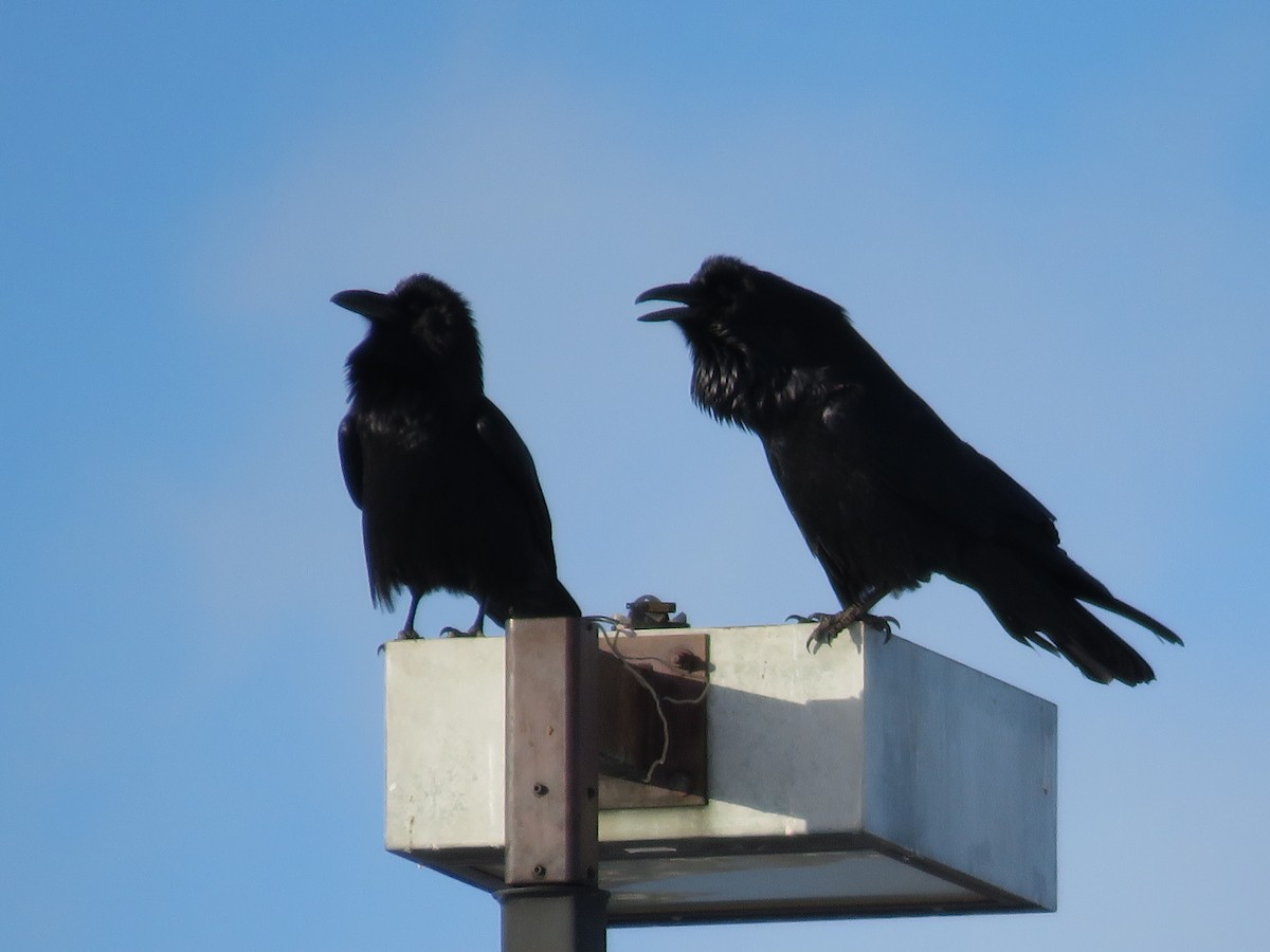 Common Raven - ML310292581