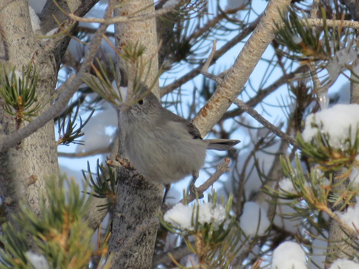 Mésange des genévriers - ML310292701