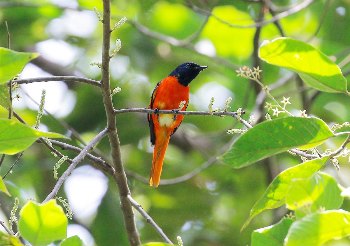 Fiery Minivet - Neoh Hor Kee