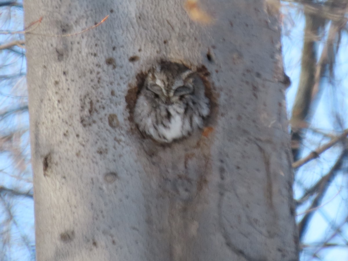 Eastern Screech-Owl - ML310294491