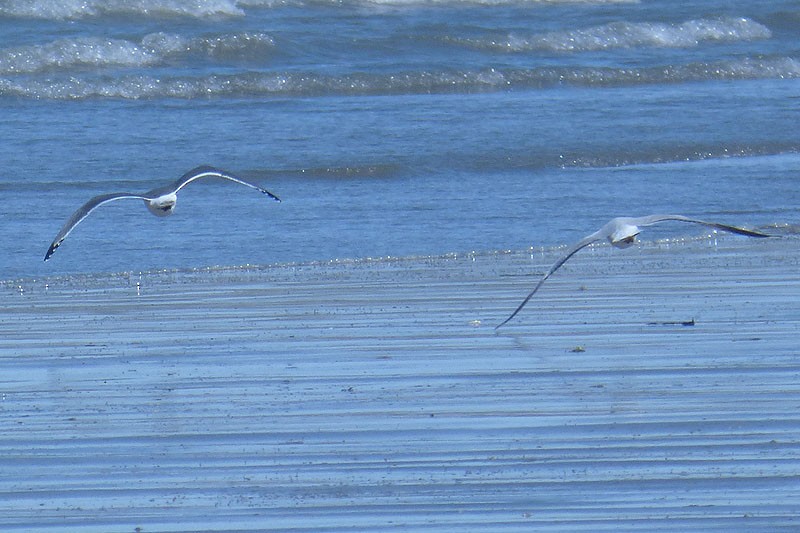 Franklin's Gull - ML31029451