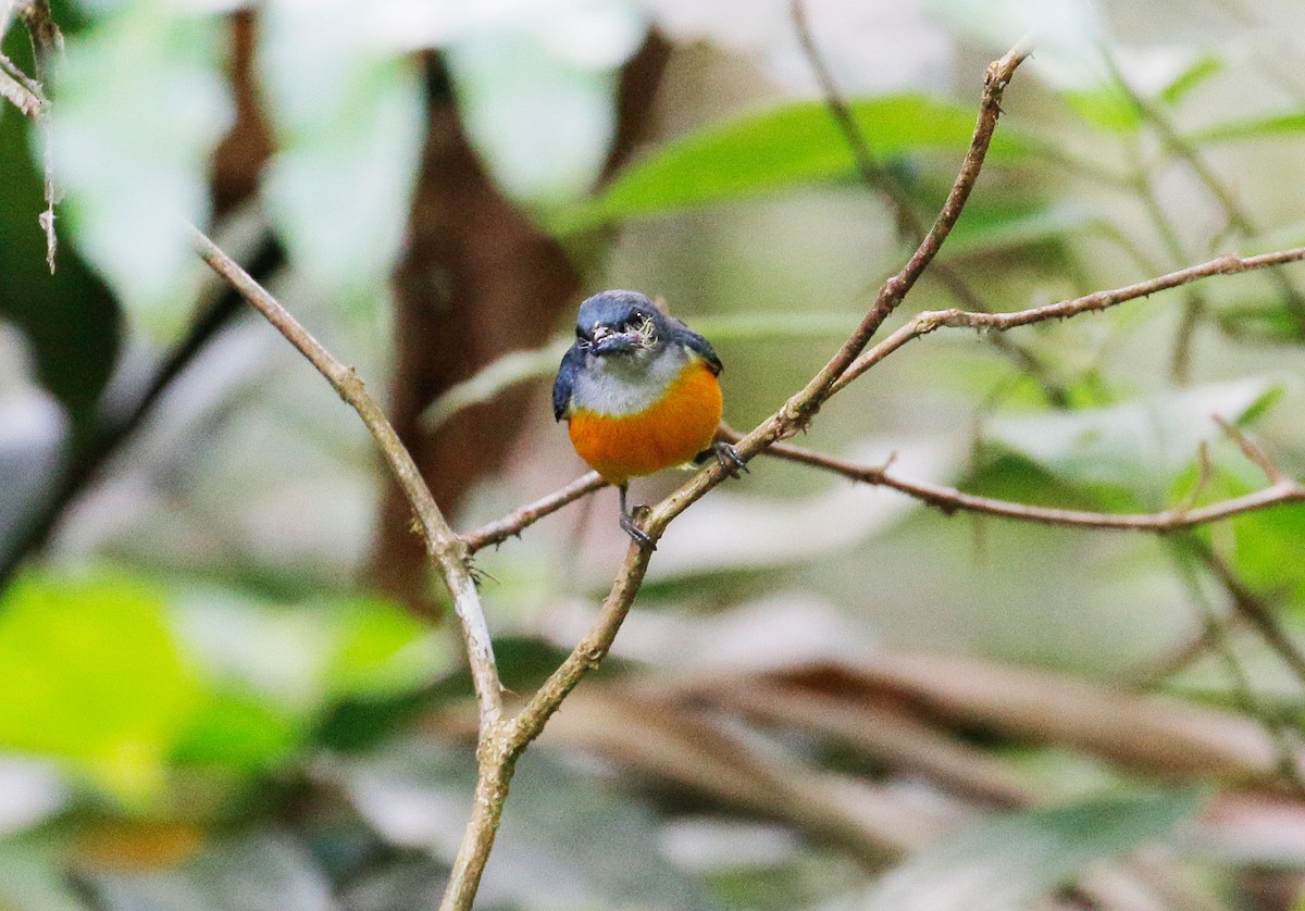 Orange-bellied Flowerpecker - ML31029501