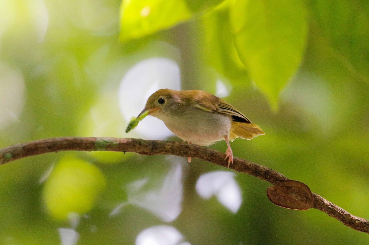 White-bellied Erpornis - Neoh Hor Kee