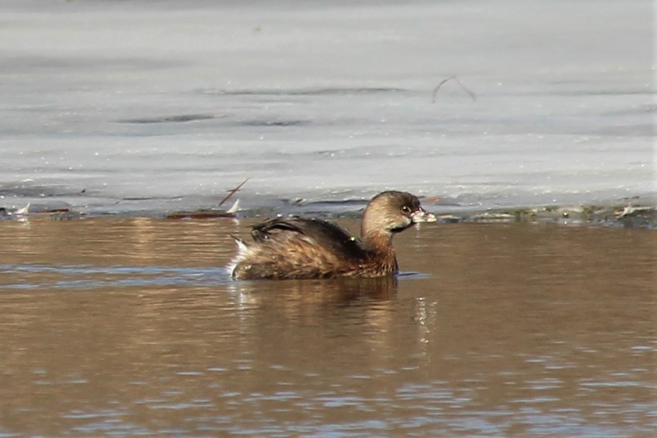 Pied-billed Grebe - Abigail Hobbs