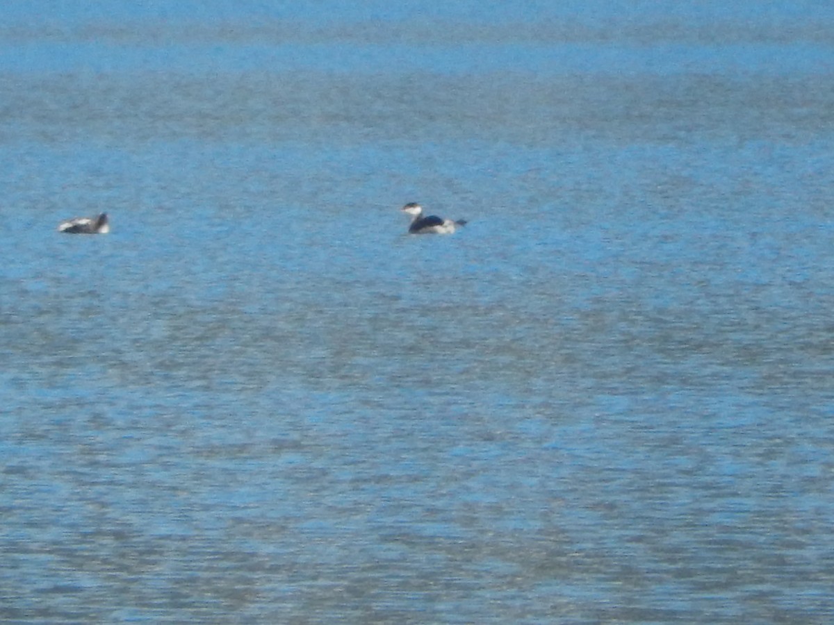 Horned Grebe - ML310295761