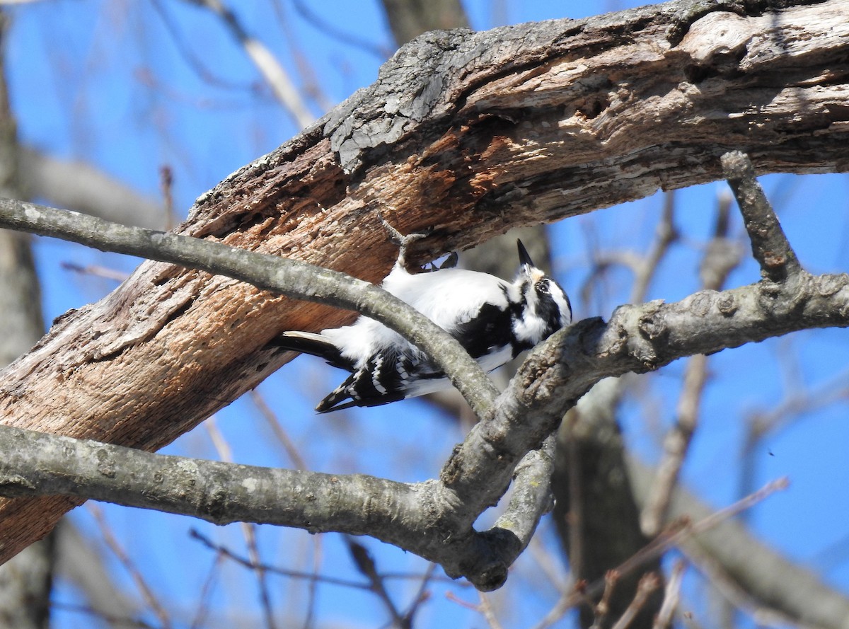 Hairy Woodpecker - ML310295791