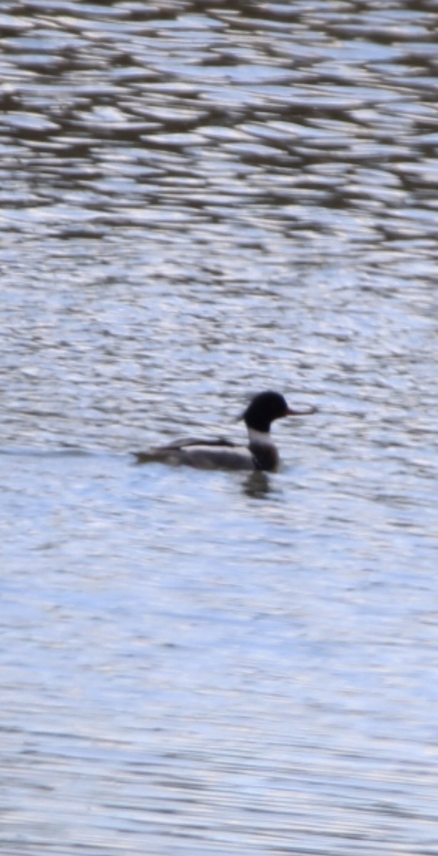 Red-breasted Merganser - Zachary Arnold