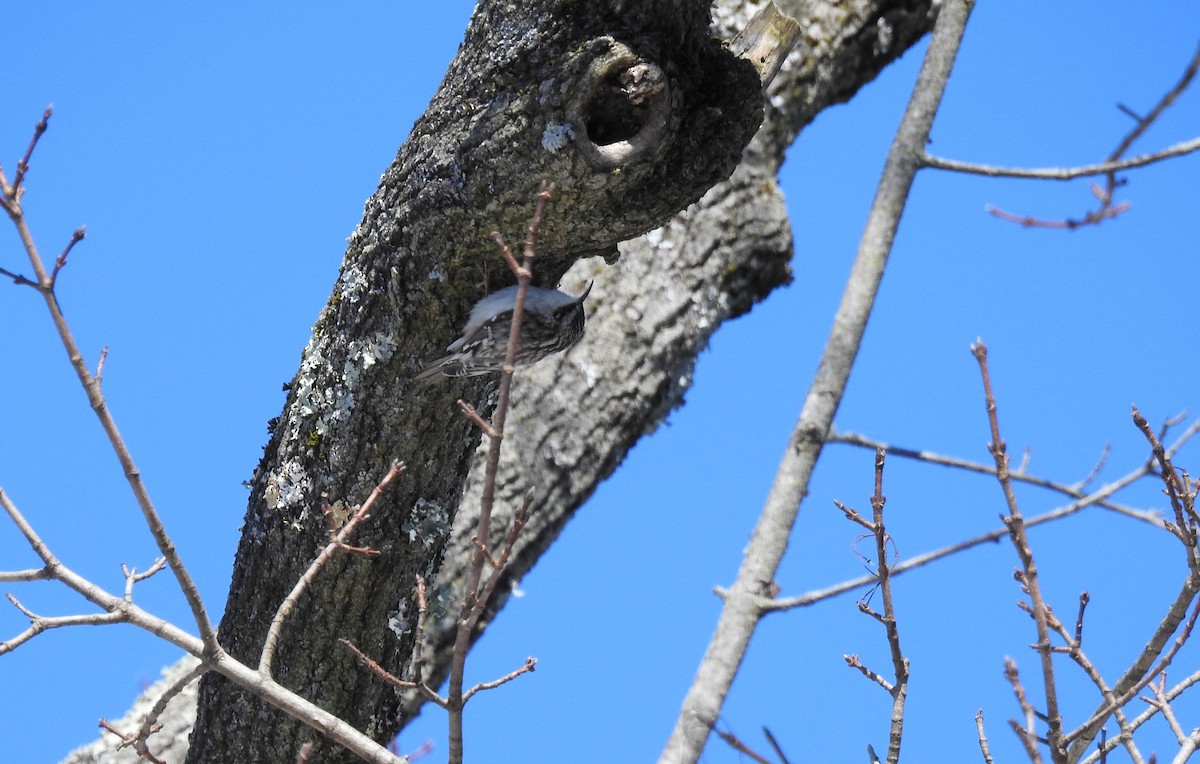 Brown Creeper - ML310296971