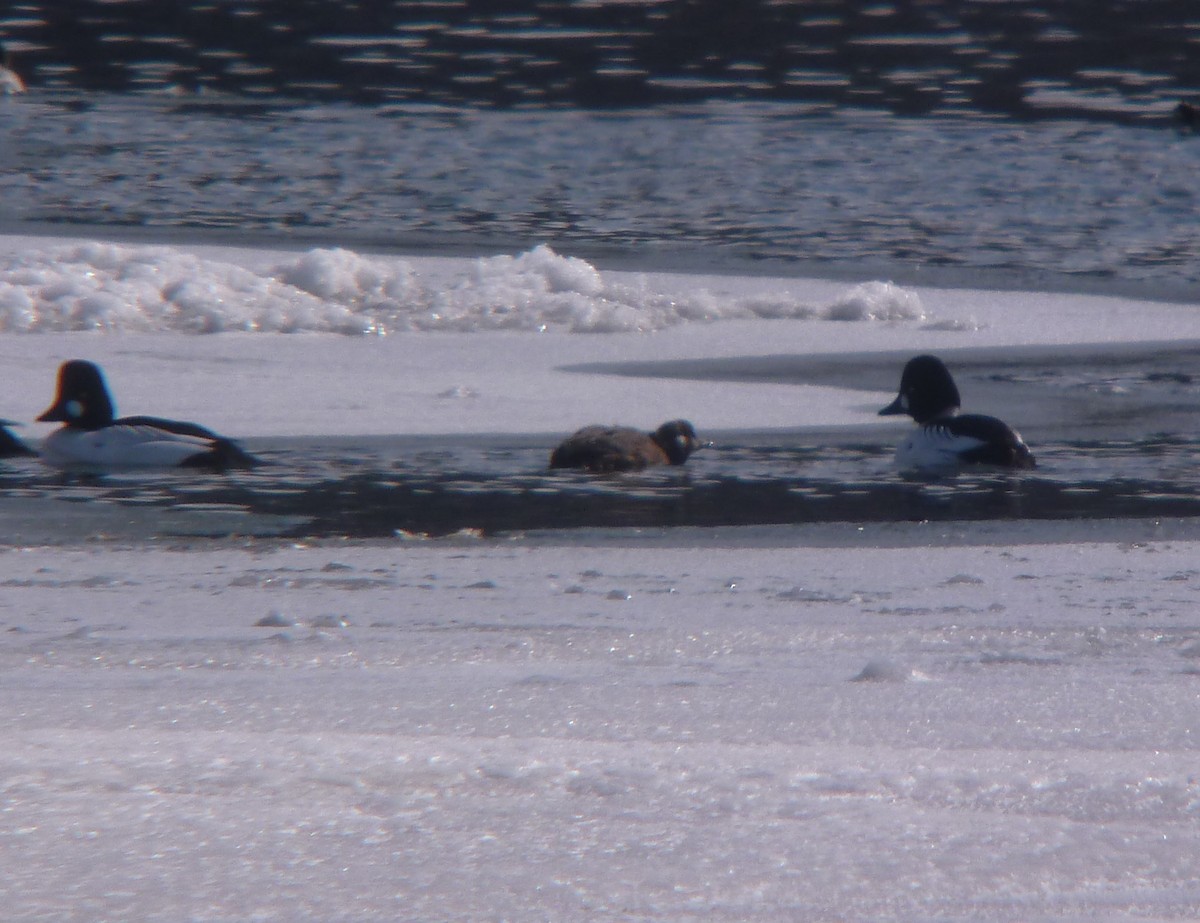 Harlequin Duck - ML310298691