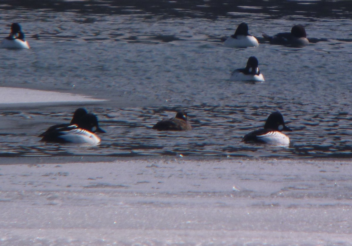 Harlequin Duck - ML310298711