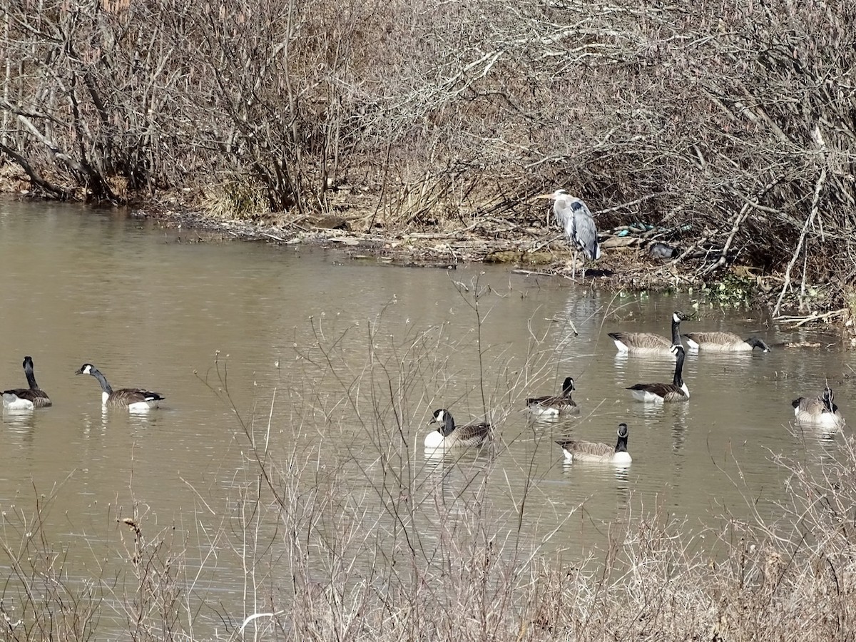 Great Blue Heron - ML310298731