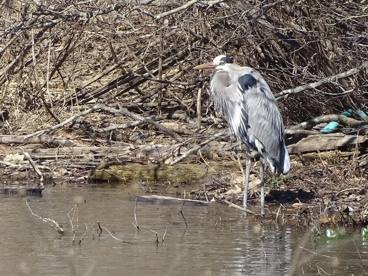 Great Blue Heron - ML310298771