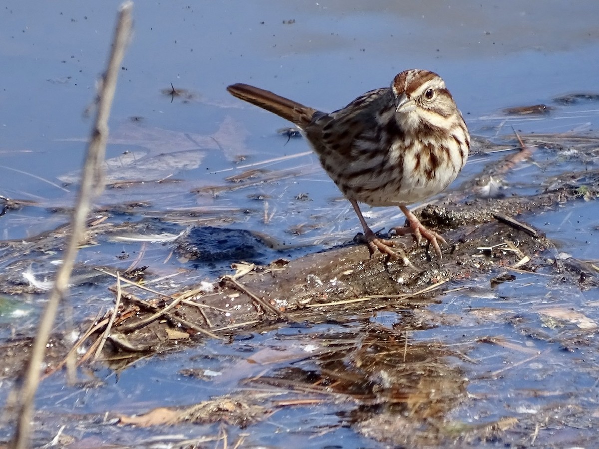 Song Sparrow - ML310298791
