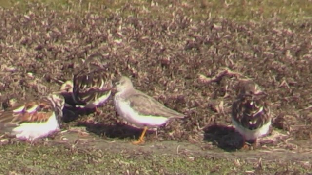 Terek Sandpiper - ML310299331