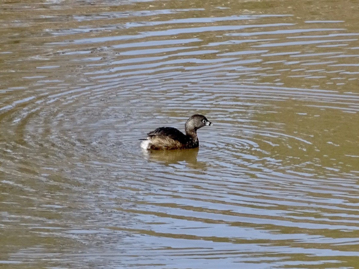 Pied-billed Grebe - ML310299731