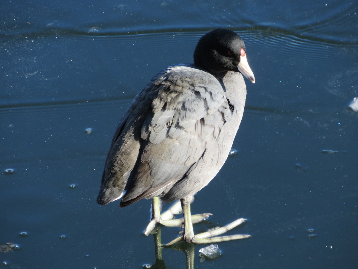 American Coot - ML310300421