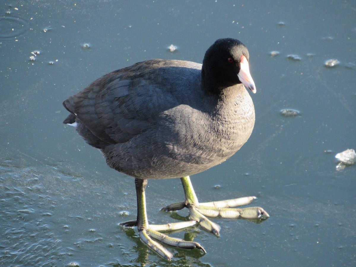 American Coot - ML310300431