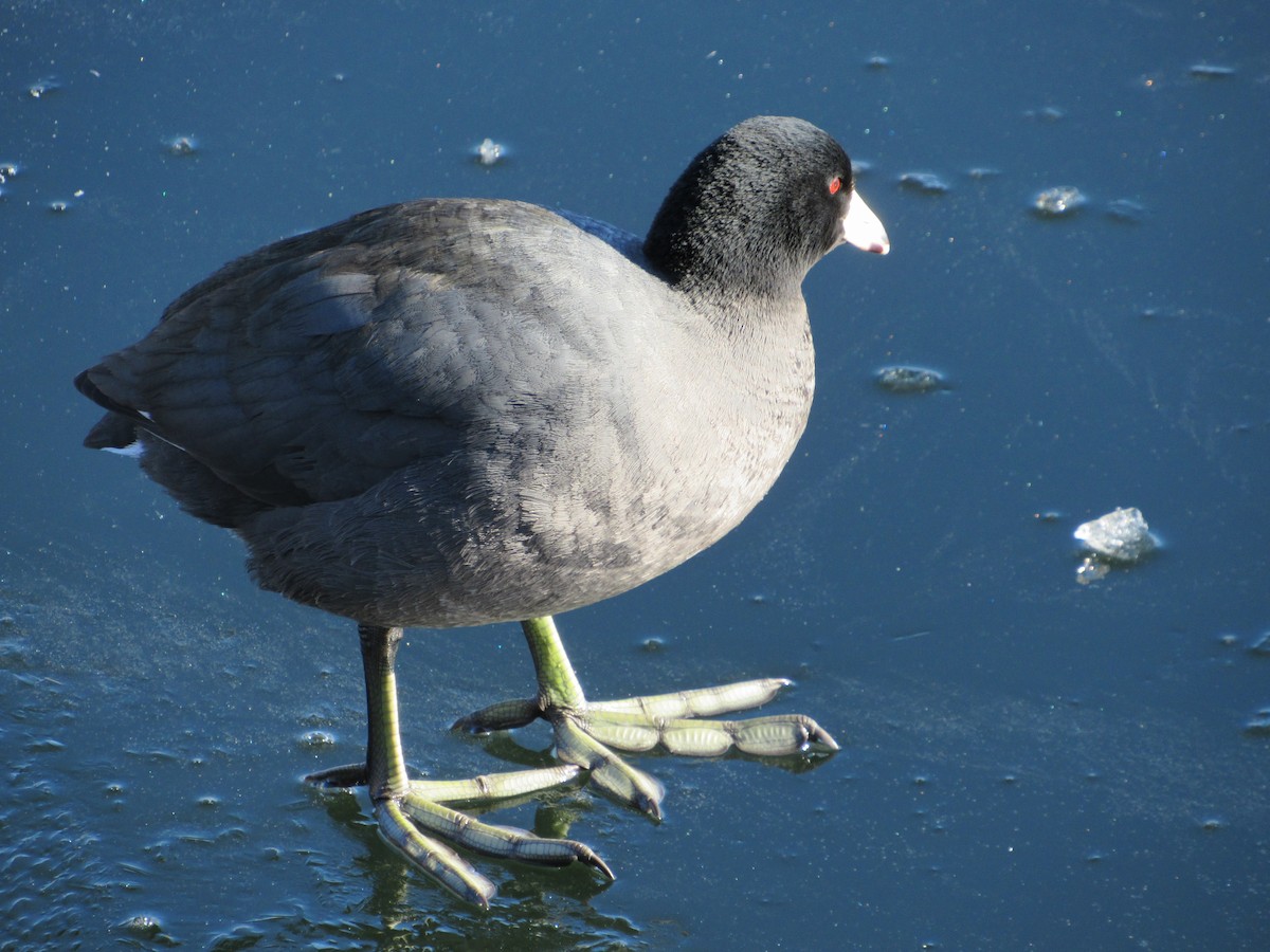 American Coot - ML310300441