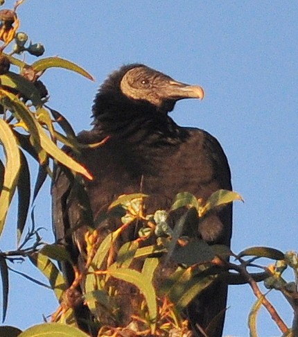 Black Vulture - ML310301151