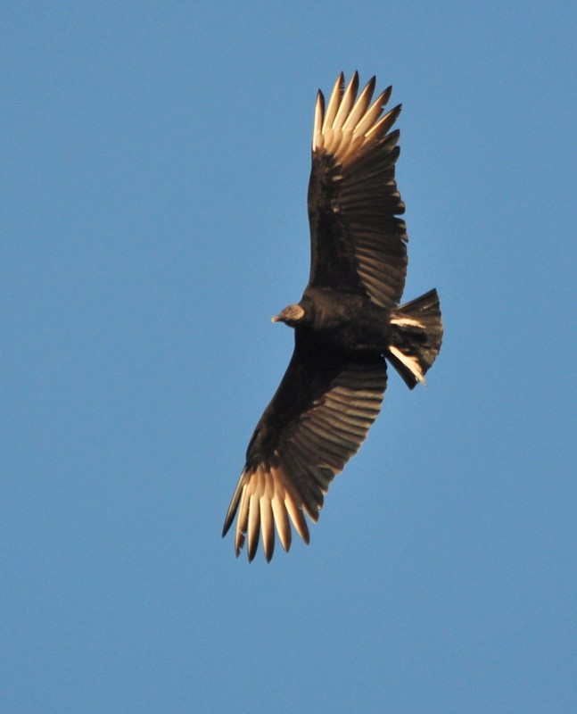 Black Vulture - ML310301181