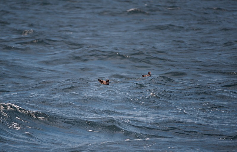 Flesh-footed Shearwater - Subramanian Sankar