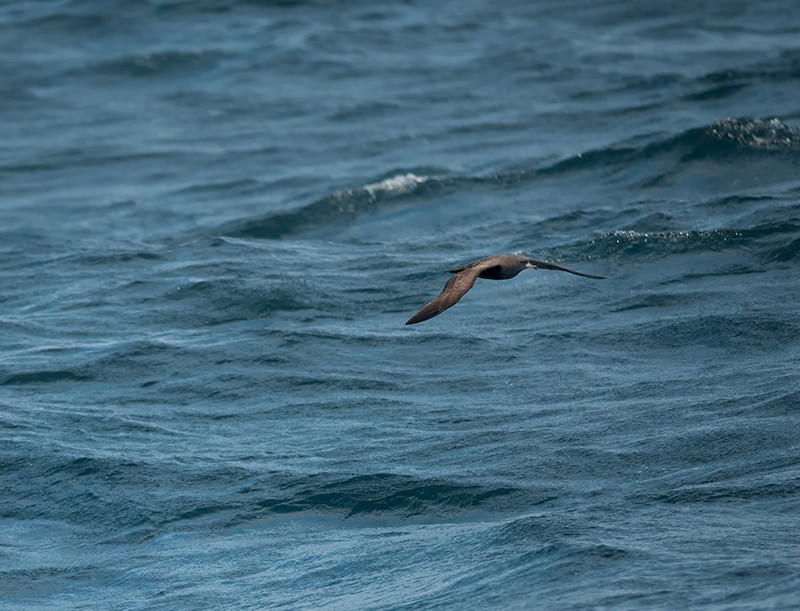 Flesh-footed Shearwater - ML31030141