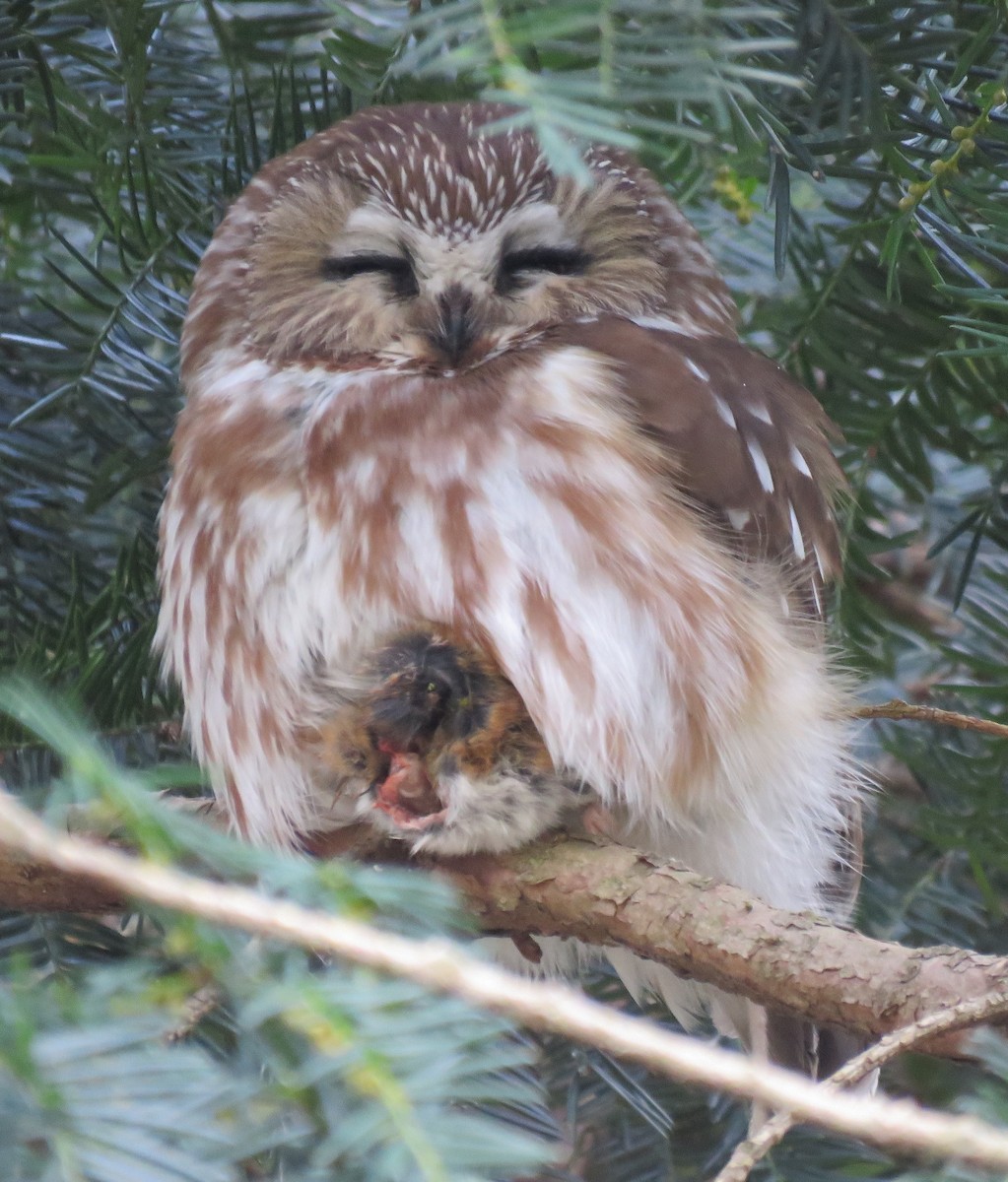 Northern Saw-whet Owl - ML310303031