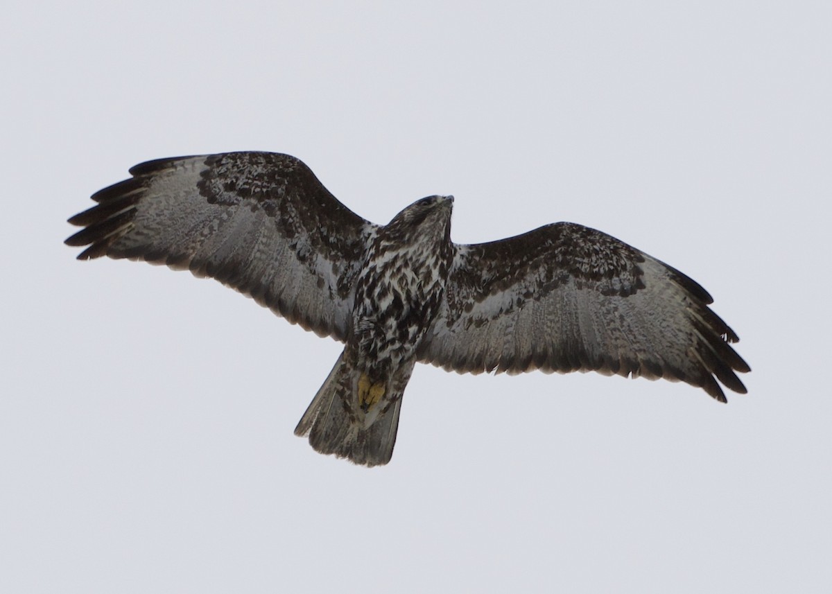 Red-tailed Hawk (Harlan's) - RJ Baltierra