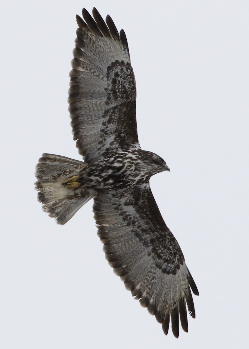 Red-tailed Hawk (Harlan's) - RJ Baltierra