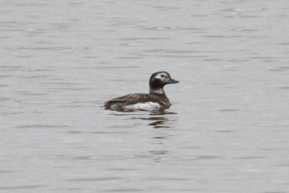 Long-tailed Duck - ML310304561