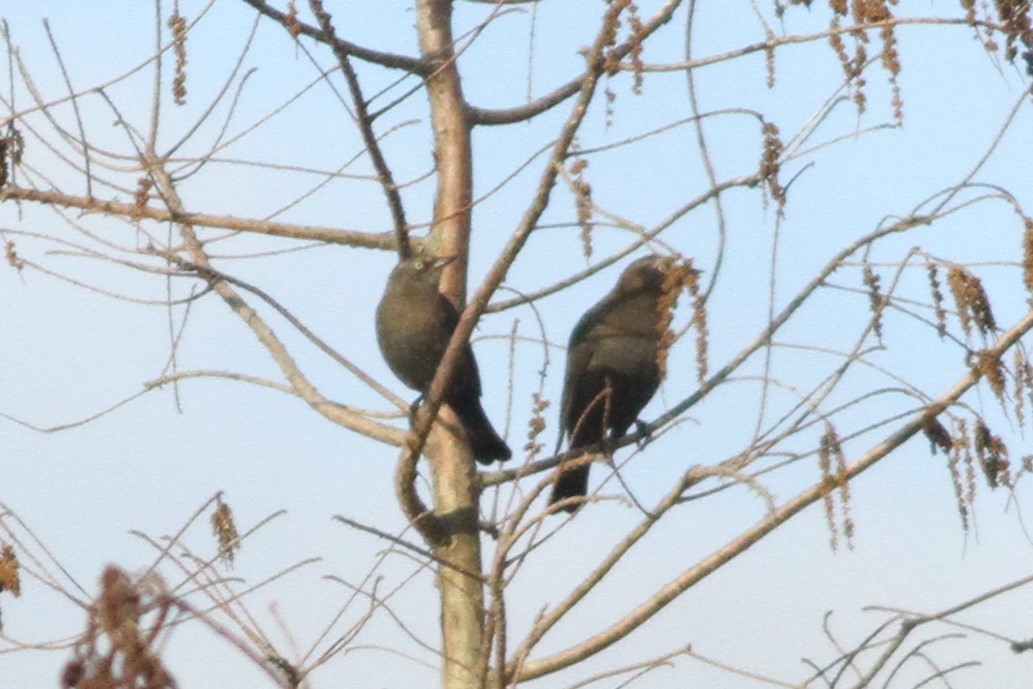 Rusty Blackbird - ML310305351
