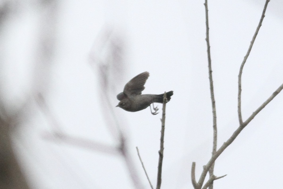 Rusty Blackbird - ML310305361
