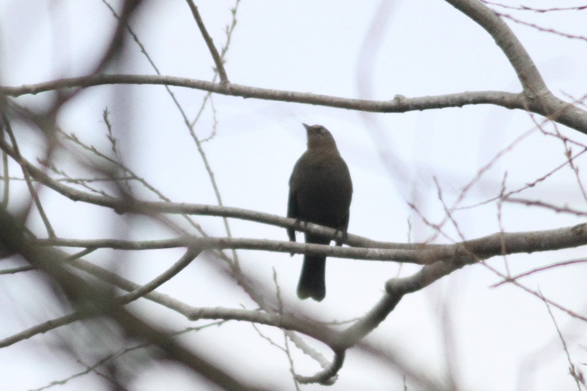 Rusty Blackbird - ML310305371