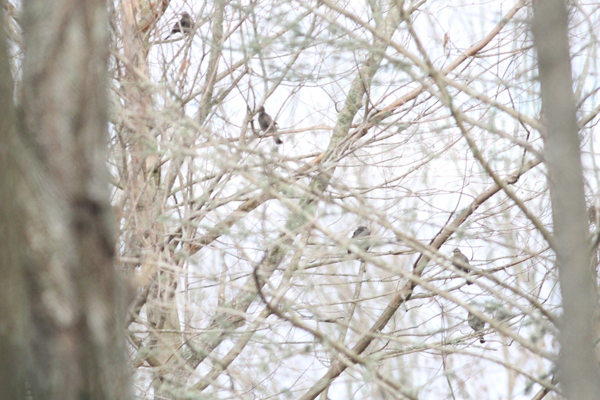 Rusty Blackbird - ML310305401