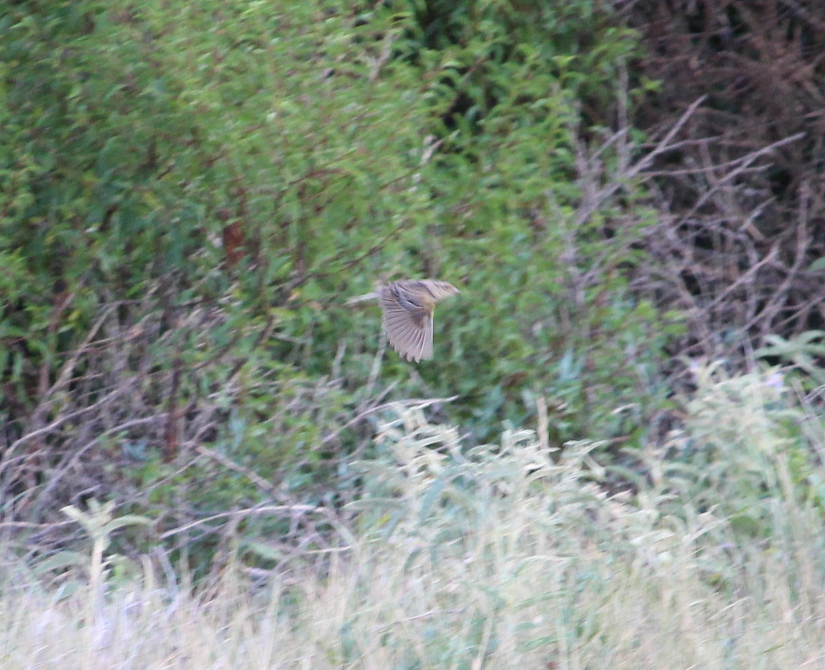 Grasshopper Sparrow - ML31030611