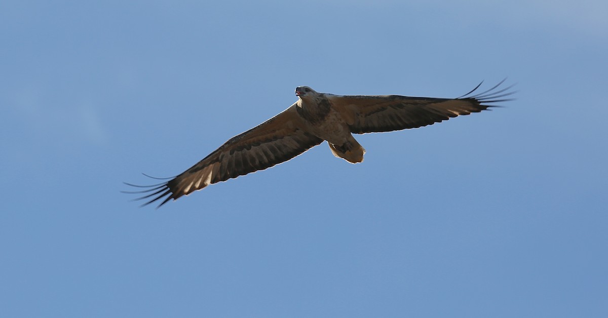 White-bellied Sea-Eagle - David  Tytherleigh
