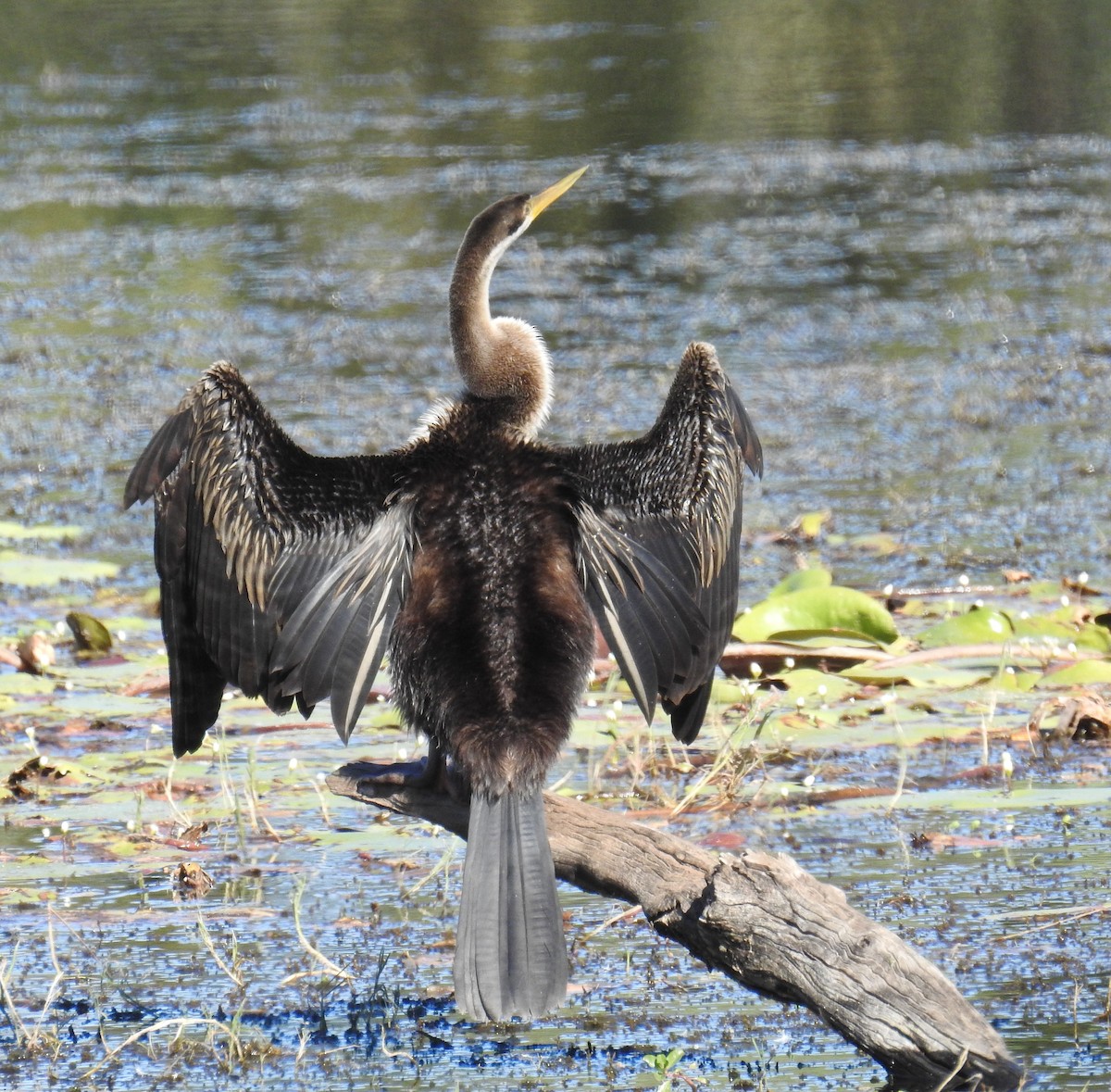 Austral-Schlangenhalsvogel - ML31030771