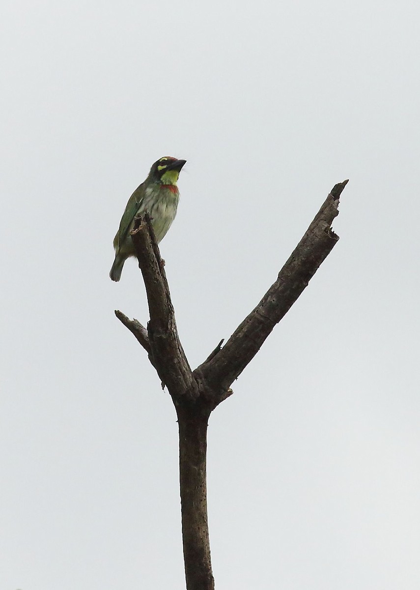 Coppersmith Barbet - ML31030941