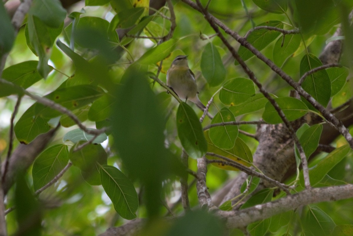 Tennessee Warbler - ML310311201